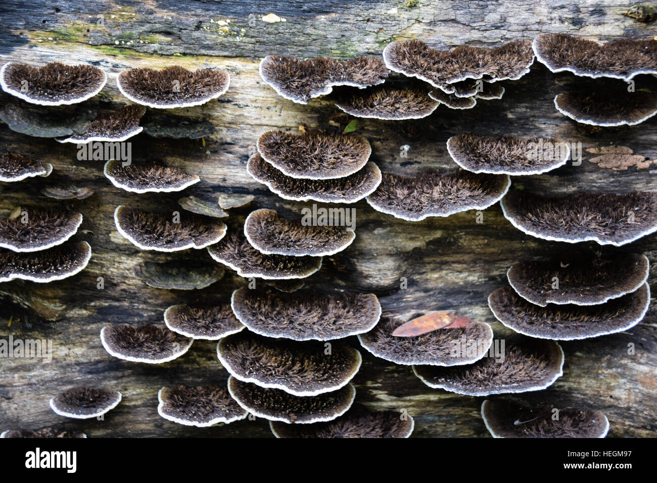 Pilze wachsen auf der Seite einen Baumstamm Stockfoto