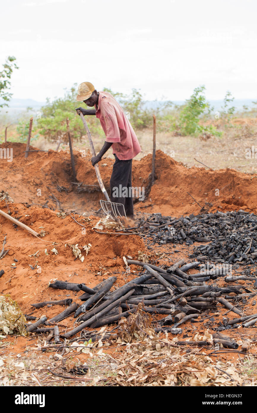 Köhler, extrahieren, Kühlung brannte Holzkohle aus Klemme und Auswahl für die Größe vor dem Absacken bis. Nord-Madagaskar. Stockfoto