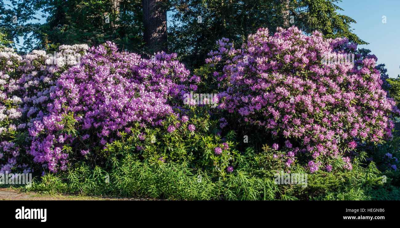 Die Zustandblume von Washington wächst groß in Burien, Washington. Stockfoto