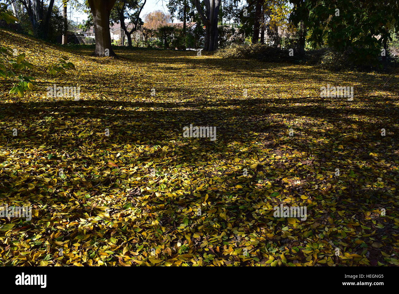 Bunte Blätter im Herbst im koreanischen Garten, Los Angeles County Arboretum und Botanischer Garten Stockfoto