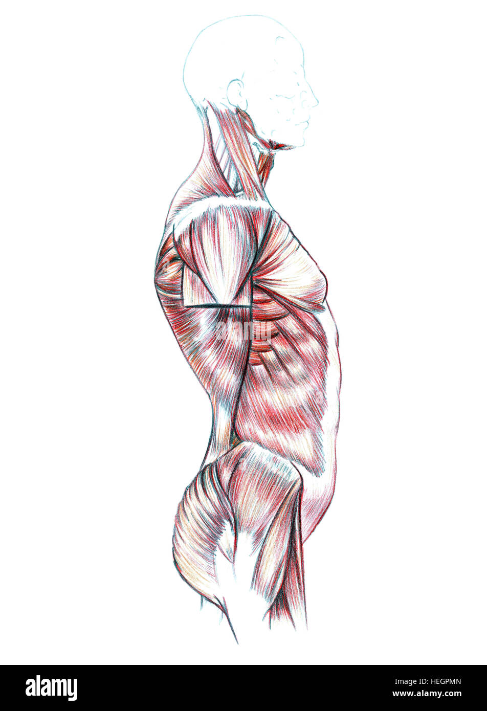 Muskeln von Rücken, Schultern, Brust, Bauch und Gesäß, Hand gezeichnete medizinische Illustration zeichnen mit Nachahmung der Lithographie Stockfoto