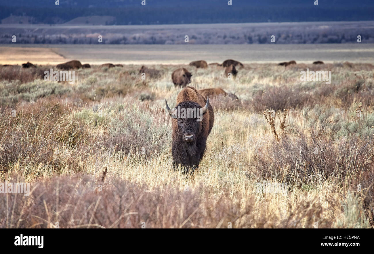 Junge amerikanische Bisons (Bison Bison) im Grand-Teton-Nationalpark, Wyoming, USA. Stockfoto