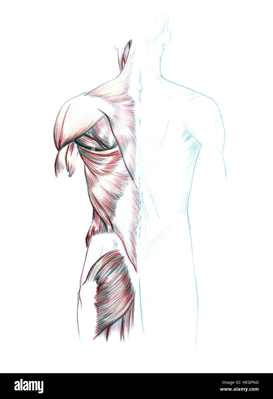 Muskeln des Rückens, der Schultern und Gesäß, Hand gezeichnete medizinische Illustration zeichnen mit Nachahmung der Lithographie Stockfoto