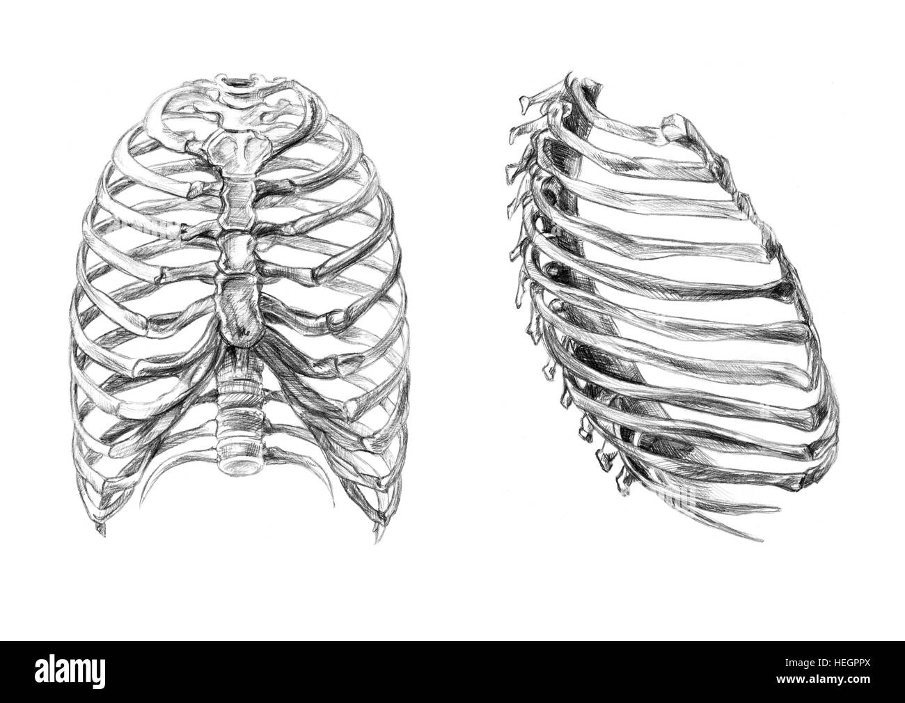 Thorax Knochen (2 Winkel), handgezeichnete medizinische Illustration zeichnen mit Nachahmung der Lithographie Stockfoto