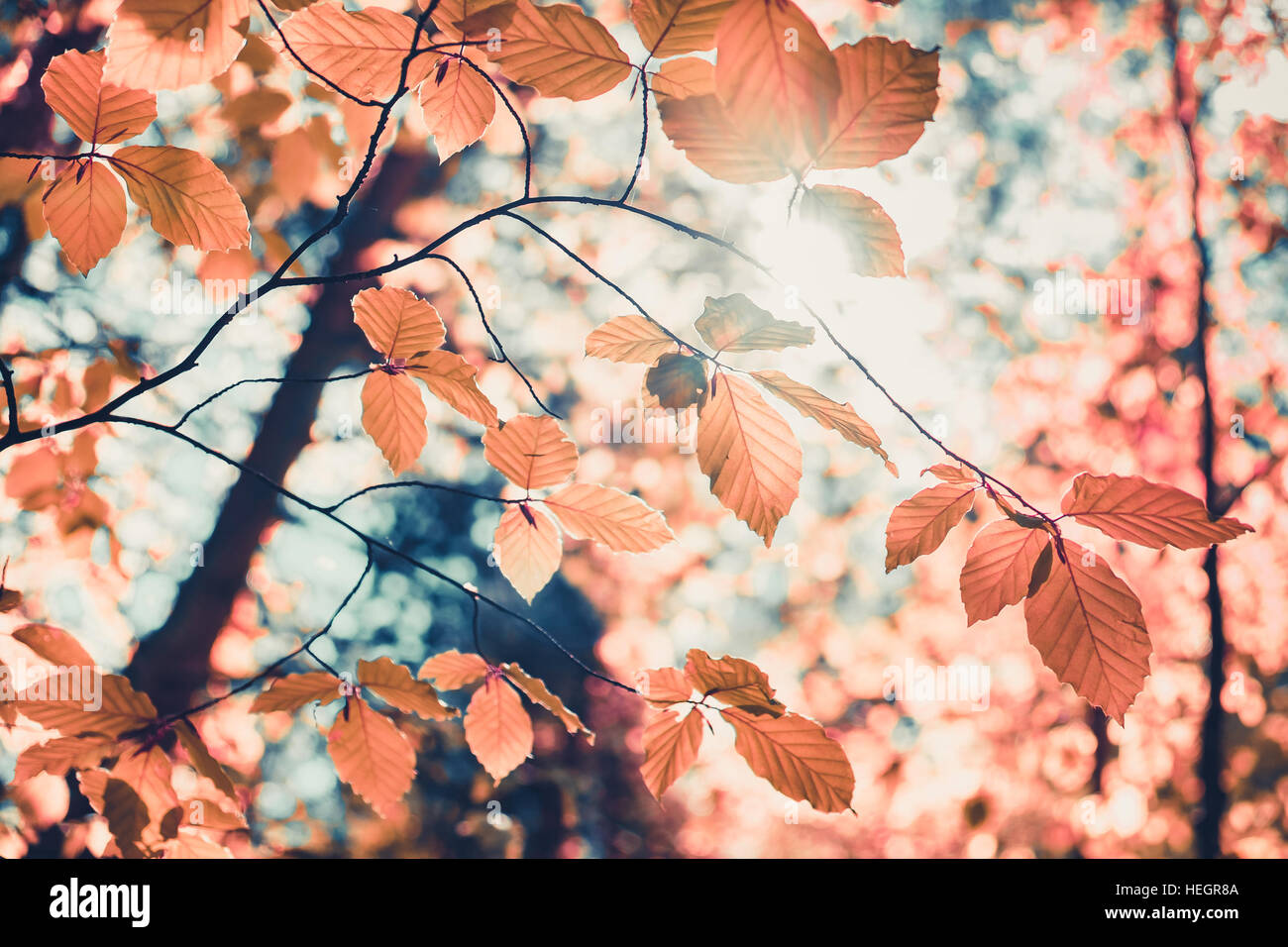 Roten Herbstlaub und Sonnenlicht Hintergrund Stockfoto