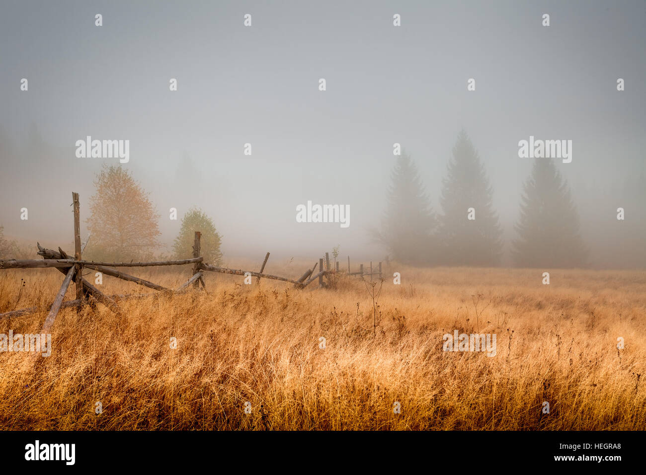 Herbst-Feld in den Morgen Stockfoto