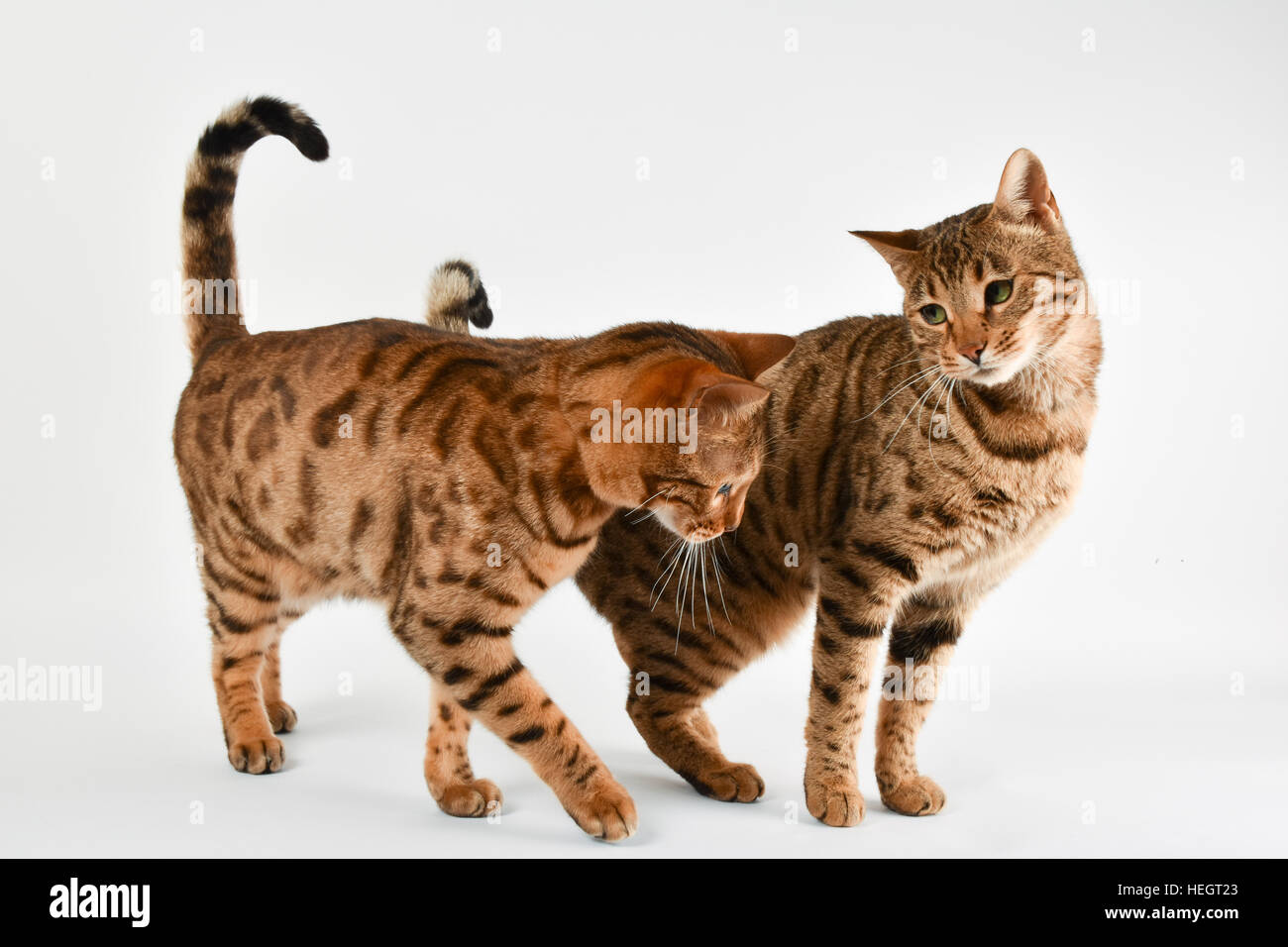 Bengal-Katzen Stockfoto