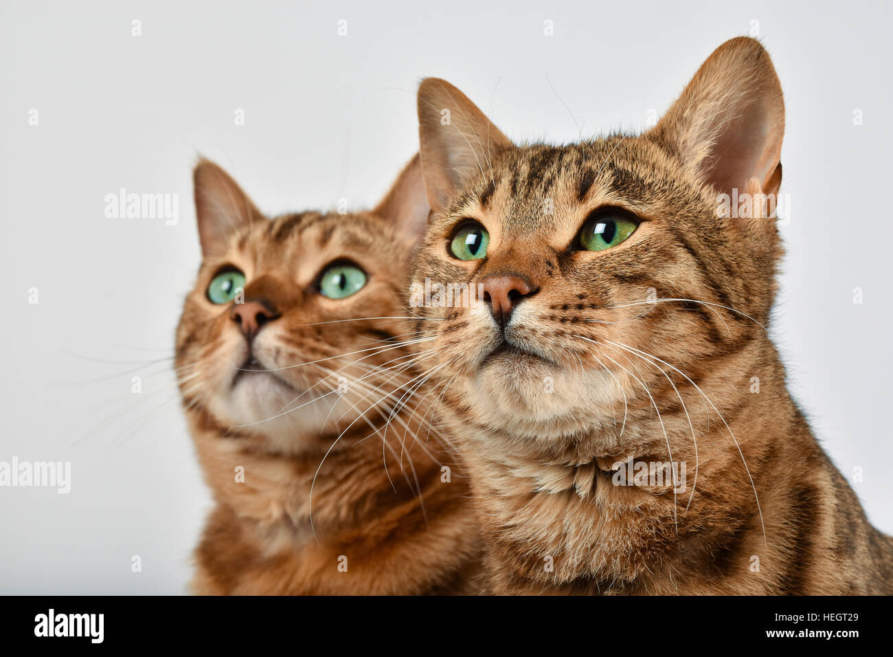 Bengal-Katzen Stockfoto