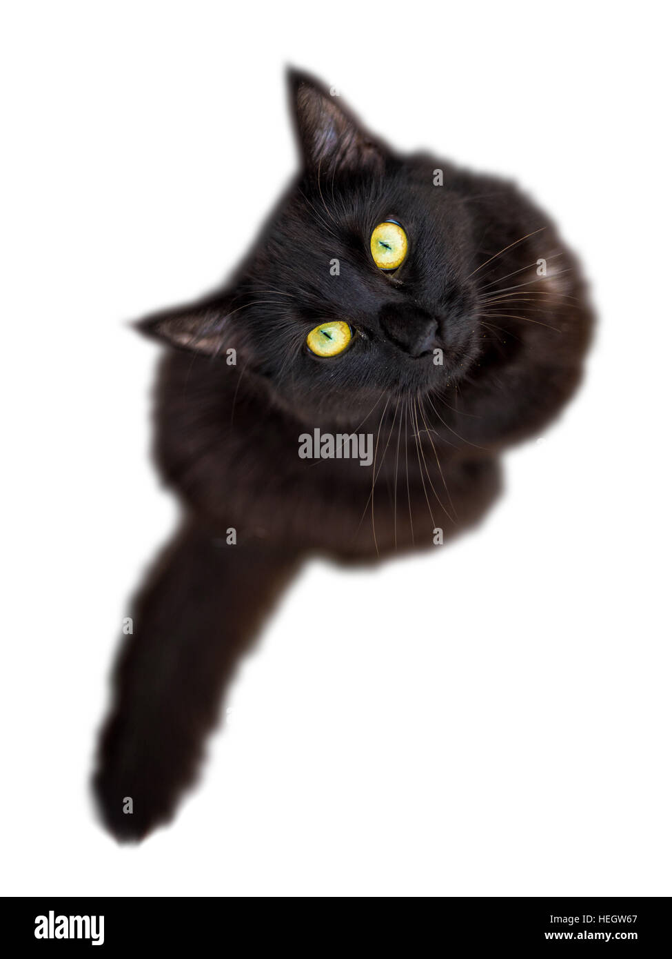 Schwarze Katze isoliert auf weißem Hintergrund in die Kamera blickte Stockfoto