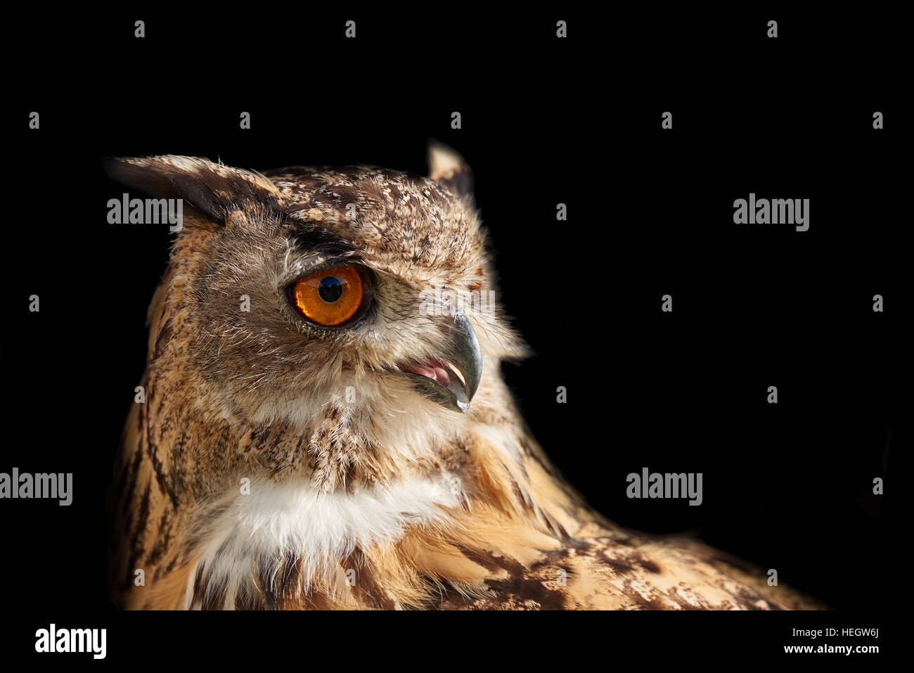 Uhu-Studio gedreht auf schwarz, rechts Stockfoto