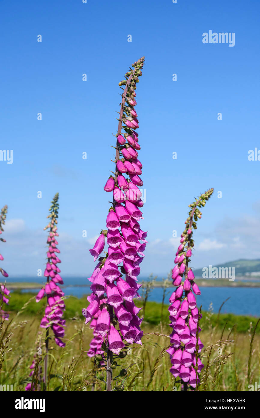 Fingerhut, Digitalis Purpurea, Wildblumen, Dumfries & Galloway, Schottland Stockfoto