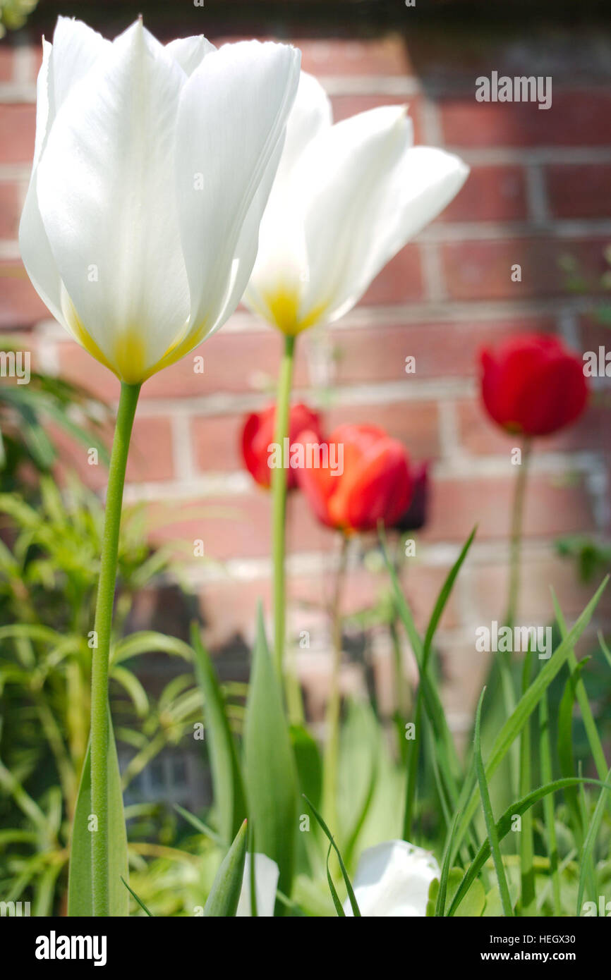 Rote und weiße Tulpen schmücken Garten Grenze. Stockfoto