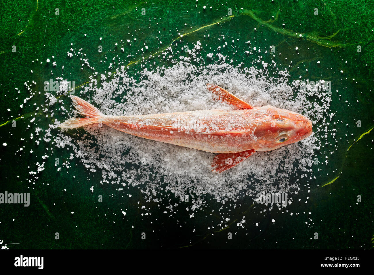 Knurrhahn Fisch overhead Salz frische Meeresfrüchte rosa ganze Schiefer Hintergrund schwimmen Stockfoto