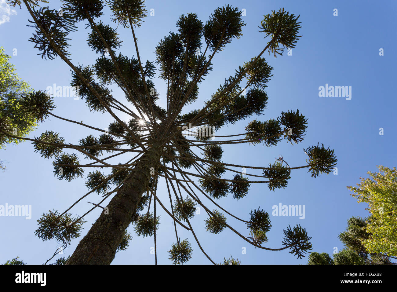 Brasilianische Kiefer (Araucaria angustifolia), alias Parana Pine, kandelaber Baum (pinheiro Brasileiro, parana), Baumkrone, Campos do Jordao, SP, Brasilien Stockfoto