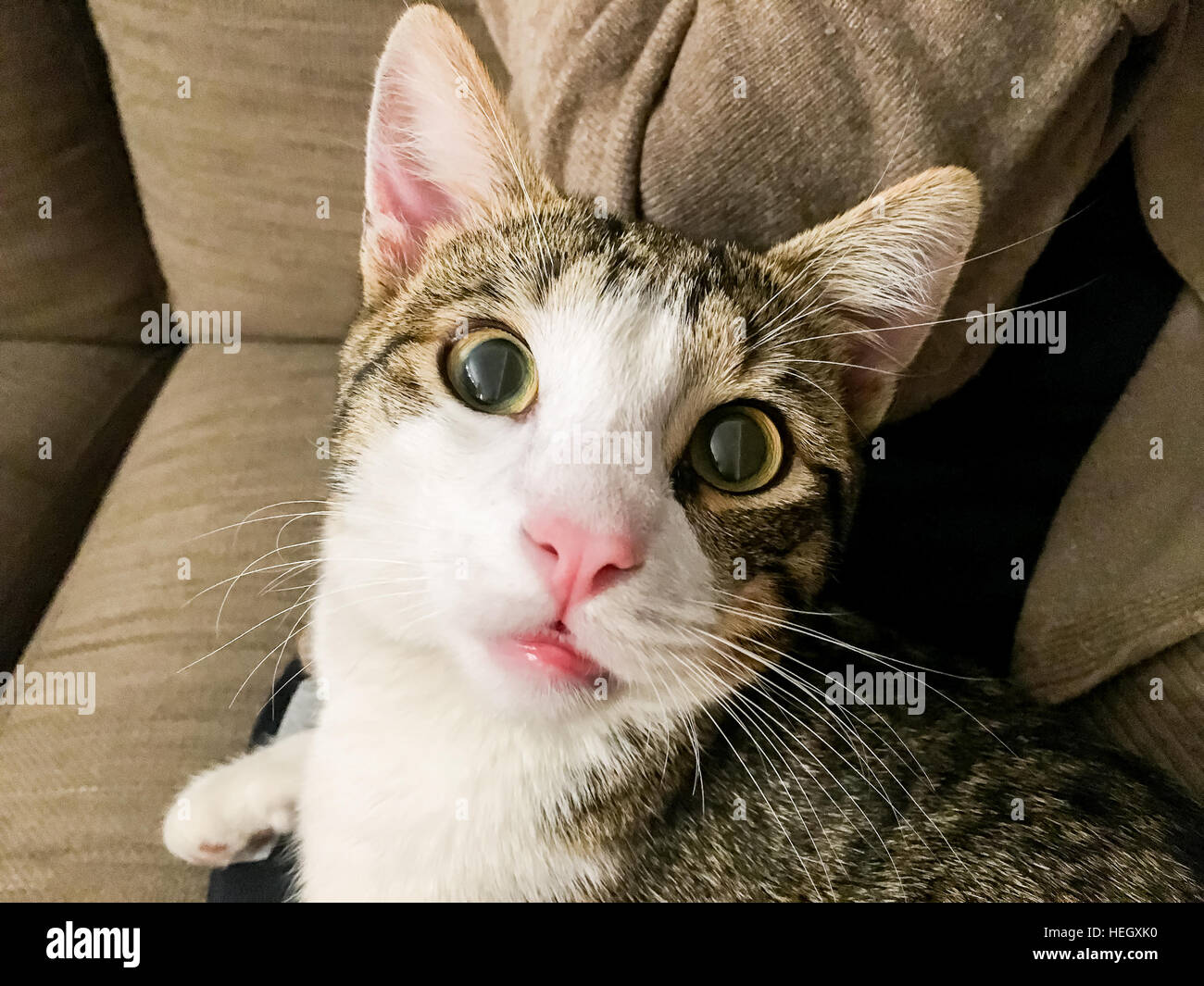 Lustige süße Katze Portrait Closeup Stockfoto