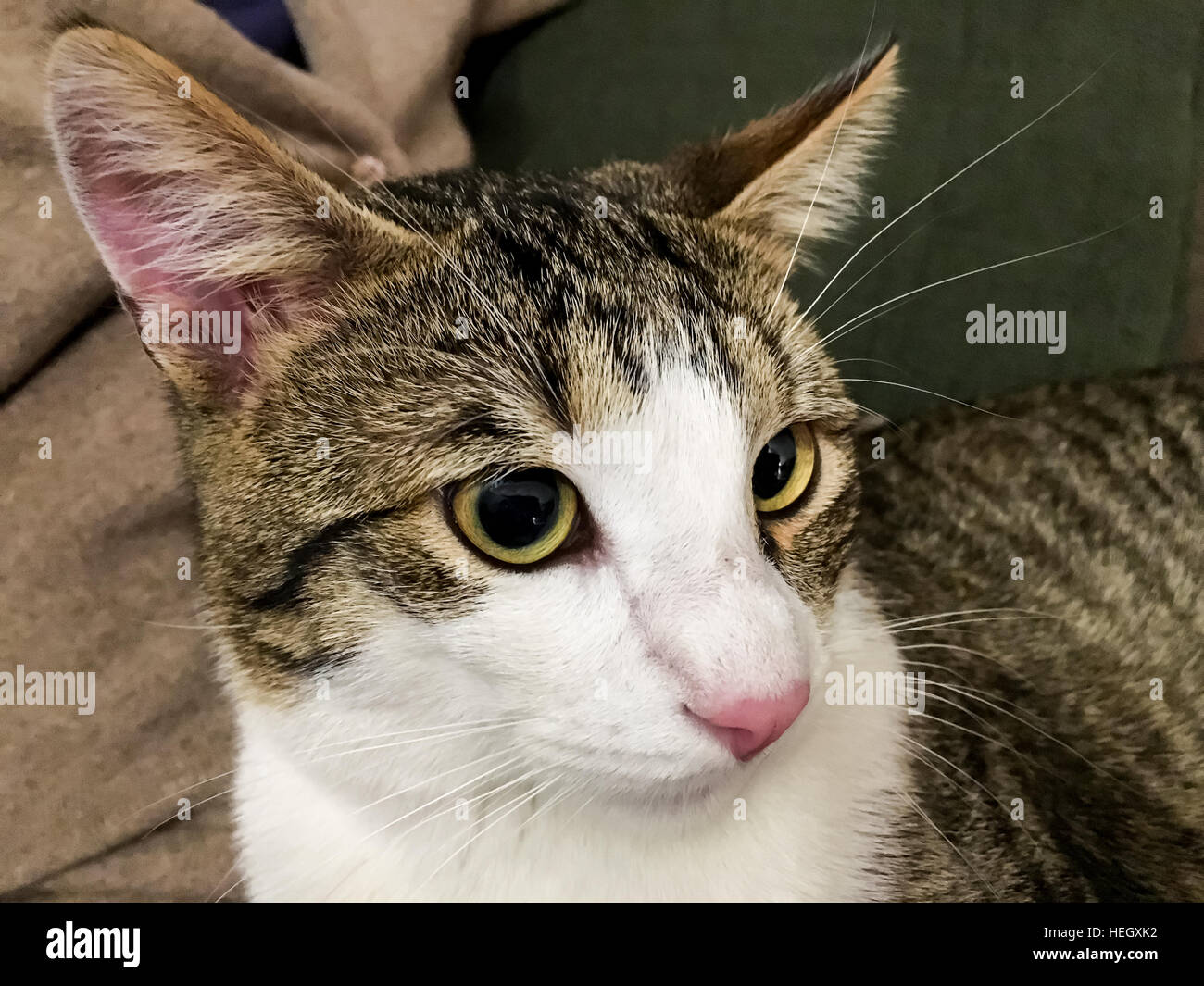 Lustige süße Katze Portrait Closeup Stockfoto