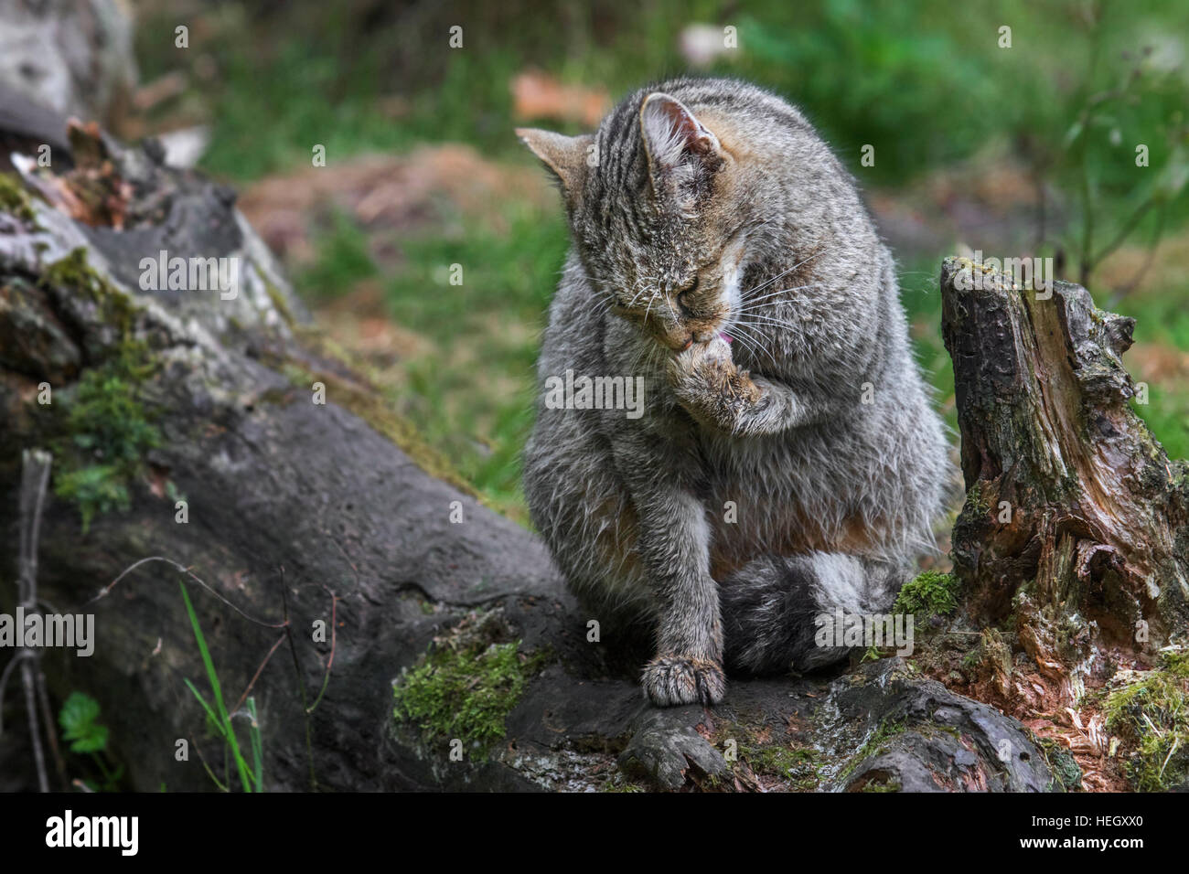 Europäische Wildkatze (Felis Silvestris Silvestris) lecken Maul im Wald Stockfoto