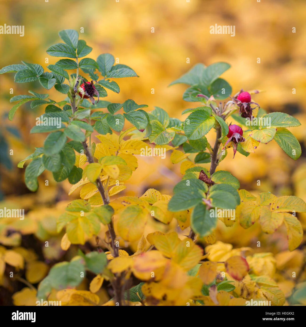 Rose Hüfte / rose Hagebutten Rosa-Arten im Herbst Stockfoto