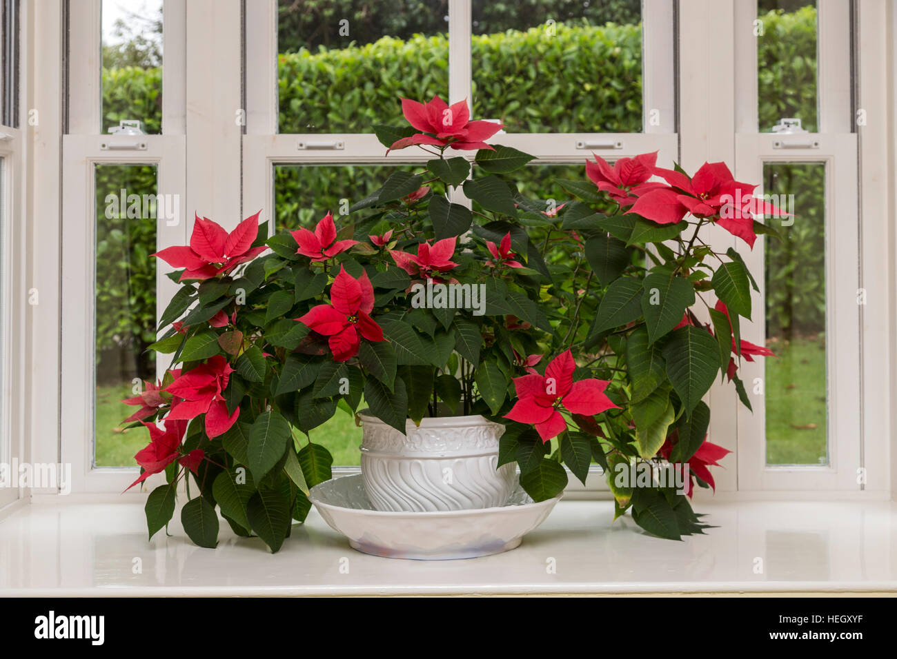 Eine groe Weihnachtsstern Blume in einer weien Schssel fllen einen  groen Erker Stockfotografie - Alamy