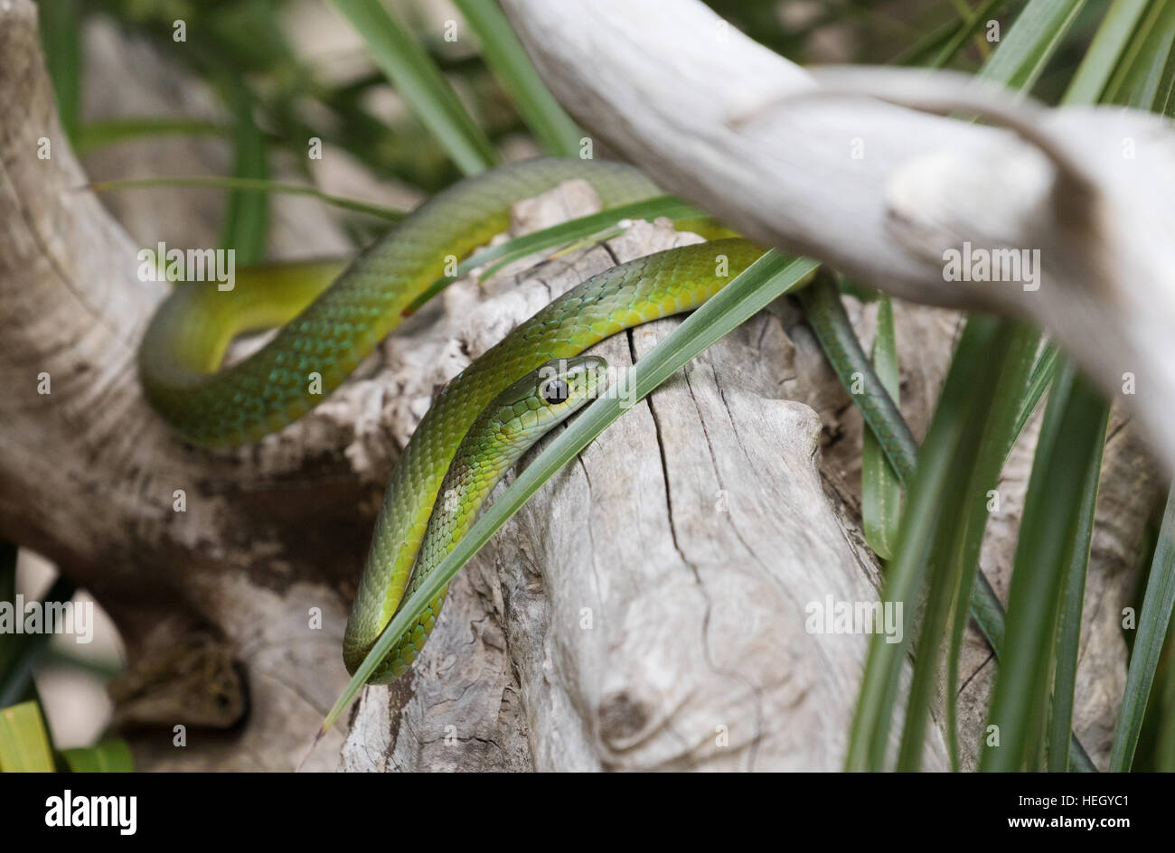 Nicht giftige Schlange Green House oder Kap Haus Schlange, (Boaedon Capensis) Südafrika Stockfoto