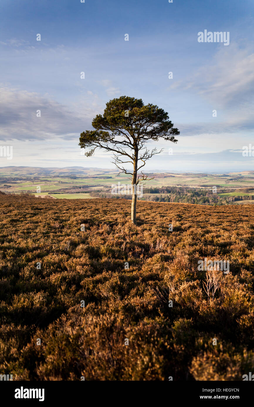 Einsamer Scots Kiefer auf dem Moor über Hepburn mit Blick auf die Felder und fernen Cheviot Hills in Northumberland Stockfoto
