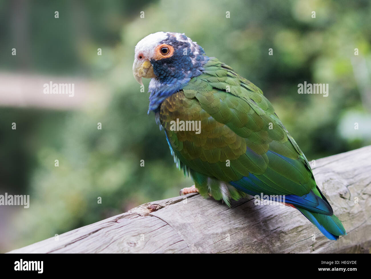 Weiß gekrönt Pionus Papagei (Pionus Senilis), Mittelamerika Stockfoto