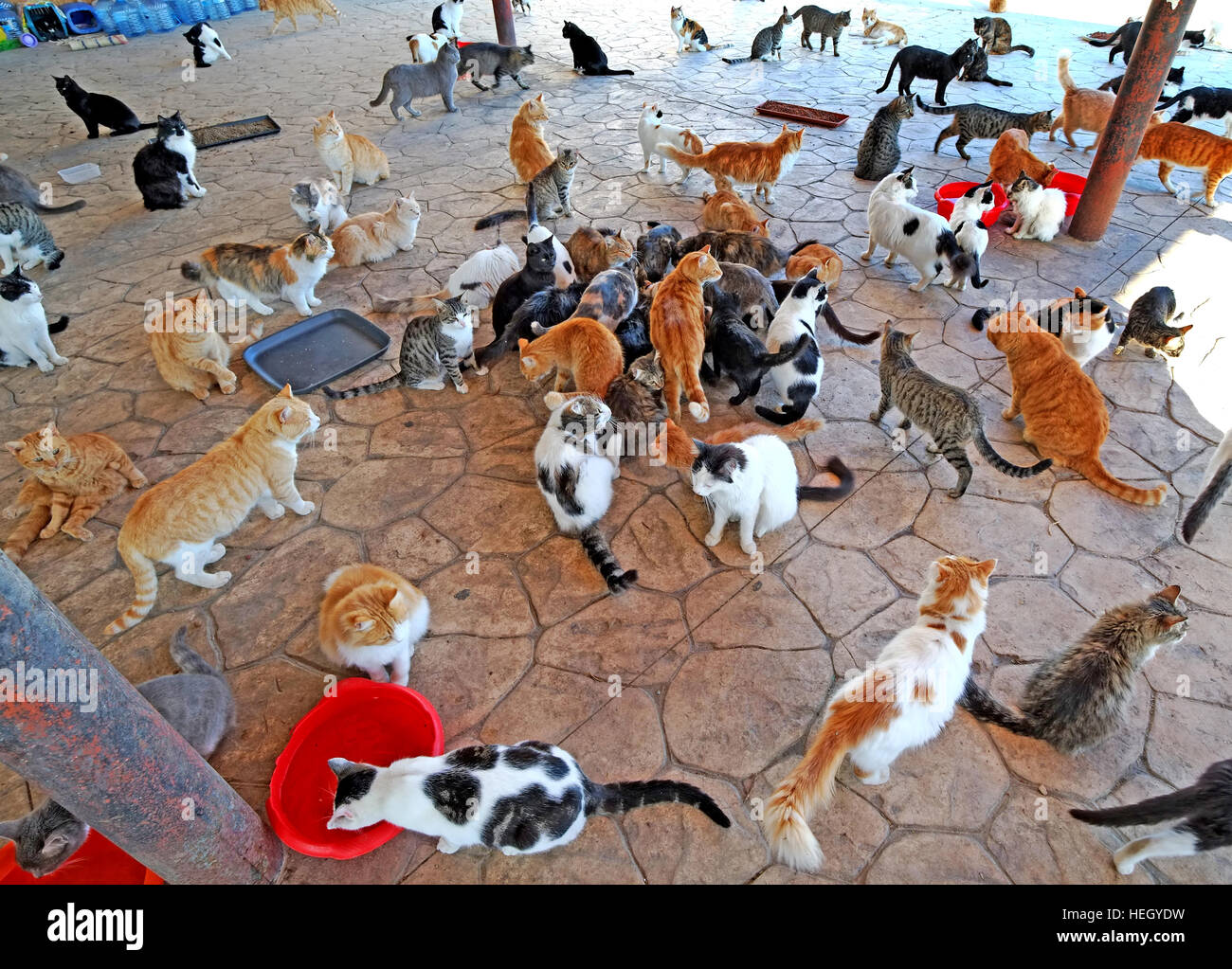 Freunde von Larnaca Cats Freiwillige füttern streunende Katzen neben der Hala Sultan Tekke Moschee am Ufer des Larnaca Lake, Zypern. Stockfoto