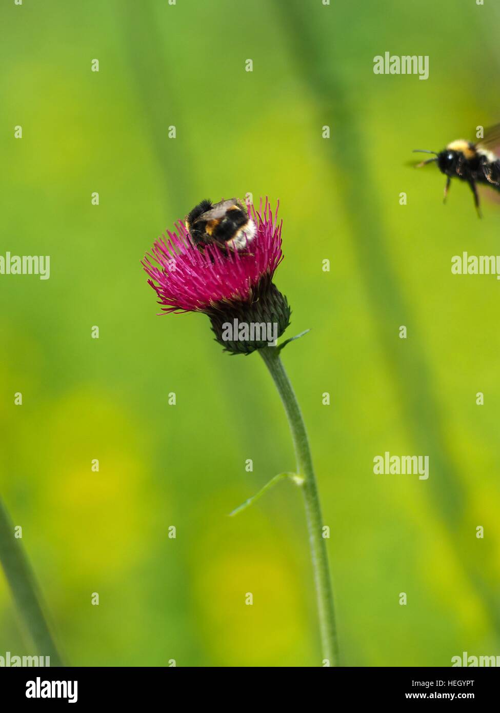 Zwei Bienen auf einer Distel Blume Stockfoto