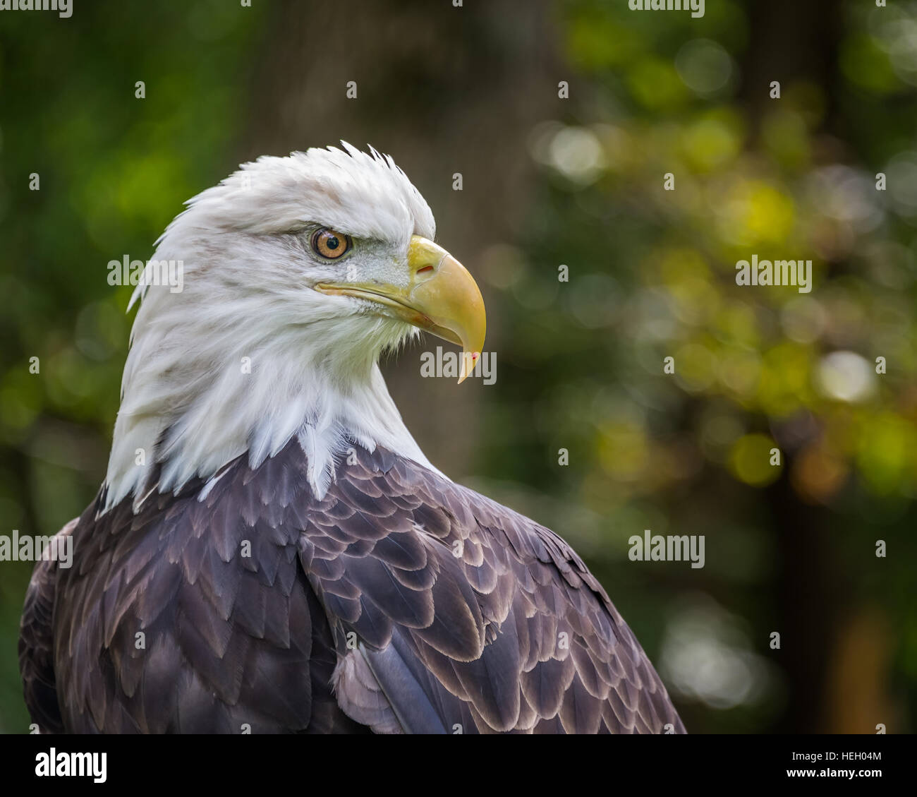 Porträt von ein Weißkopfseeadler mit einem Tropfen Blut am Schnabel vor einem grünen Hintergrund Stockfoto