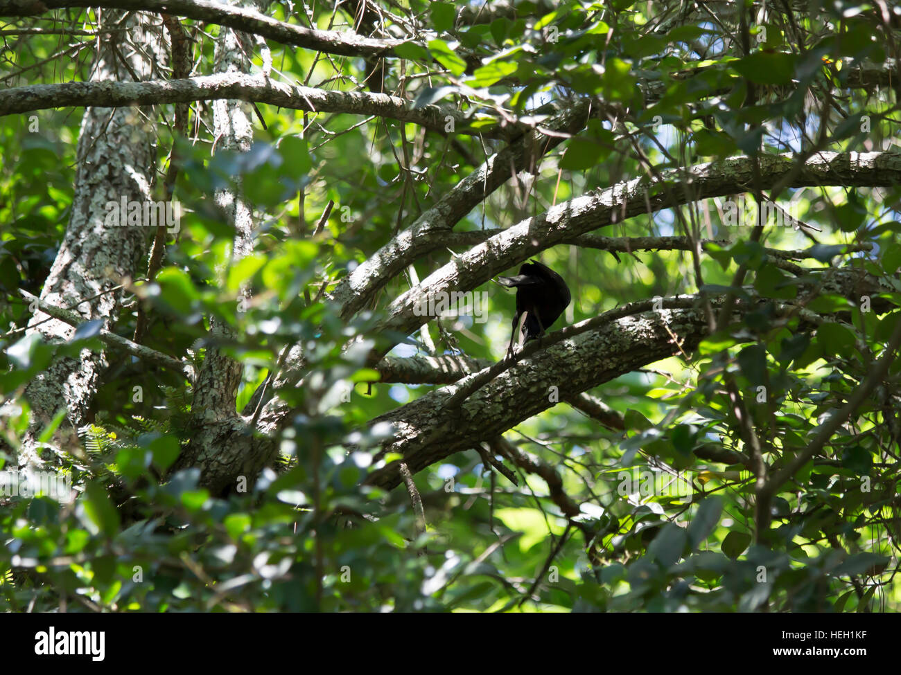 Gemeinsame grackle in einem Baum Stockfoto