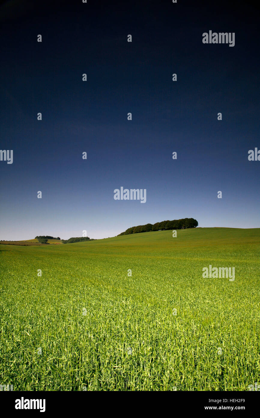 Sparsholt Down, Oxfordshrie, England, UK Stockfoto