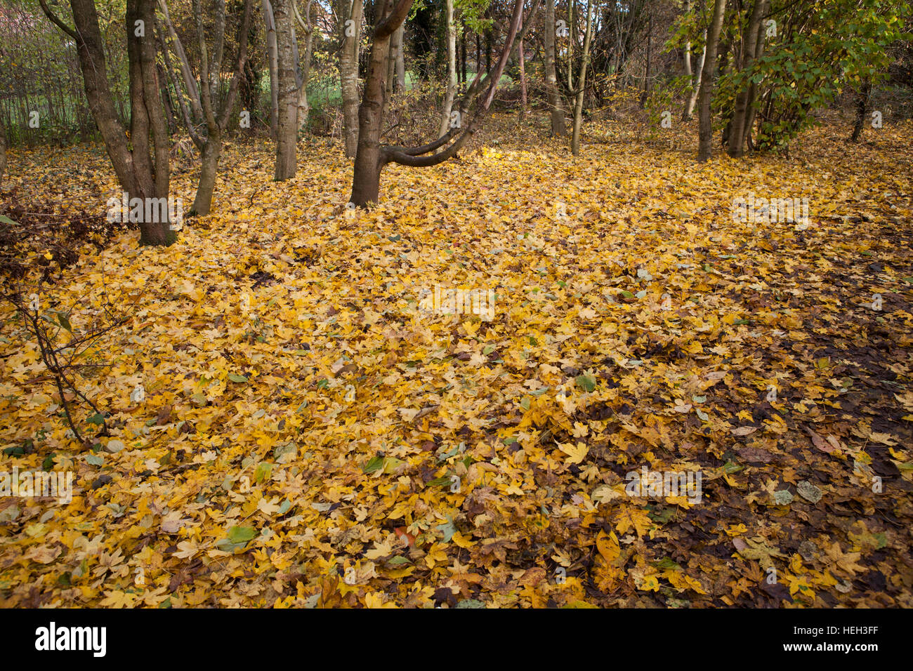 Herbst, Feld-Ahorn Blätter am Boden im Wald Stockfoto