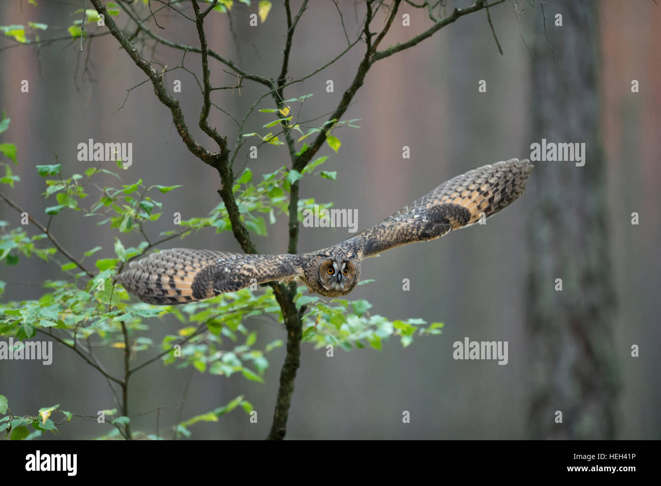 Indische Uhu / Rock Uhu / Bengalenuhu (Bubo Bengalensis) im Flug, dynamische frontale Aufnahme, sehr detaillierte, helle Augen. Stockfoto