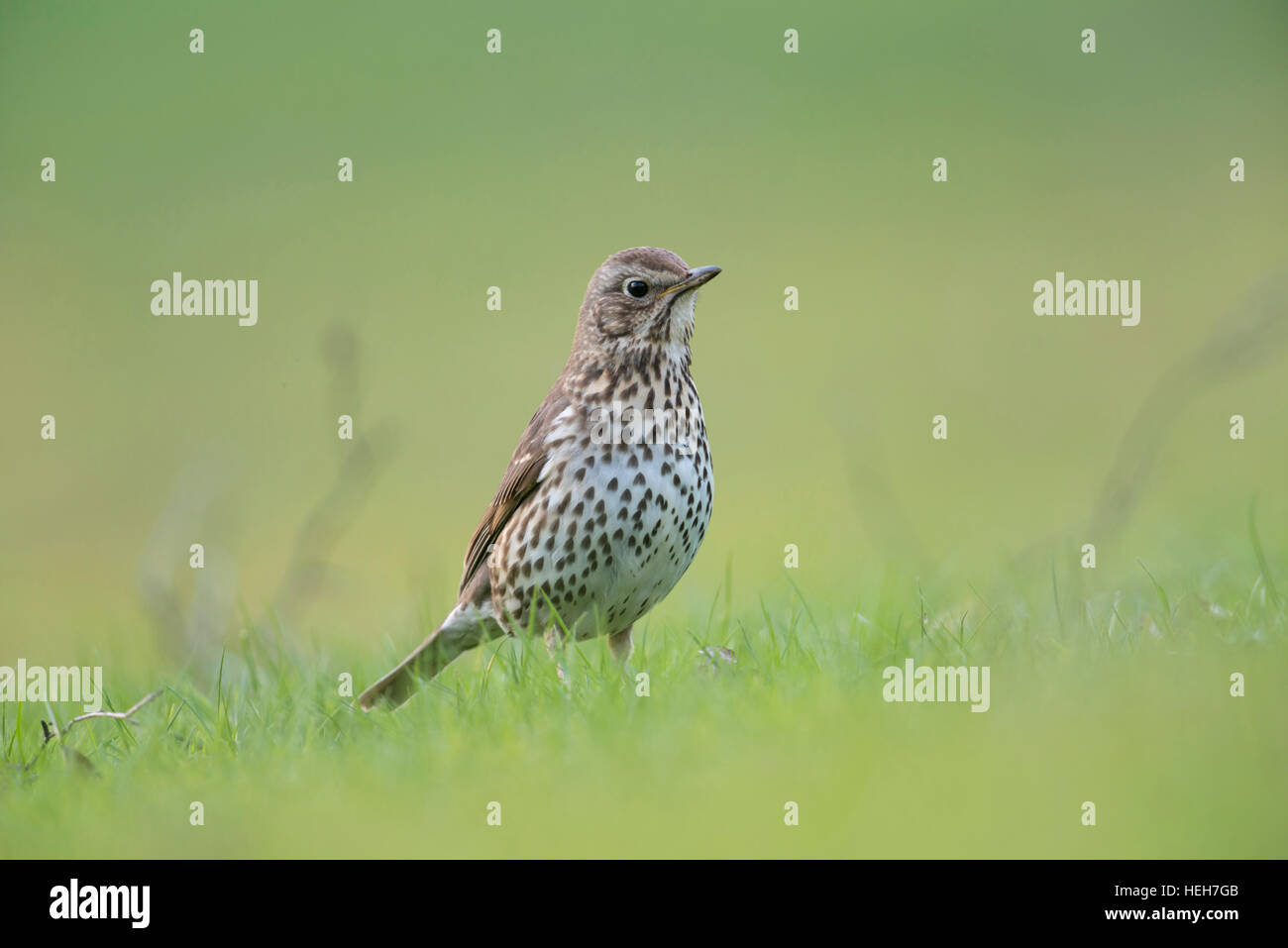 Singdrossel (Turdus Philomelos) in seiner Zucht Kleid, sitzt auf dem Boden, Rasen, beobachten, niedrige Sicht. Stockfoto