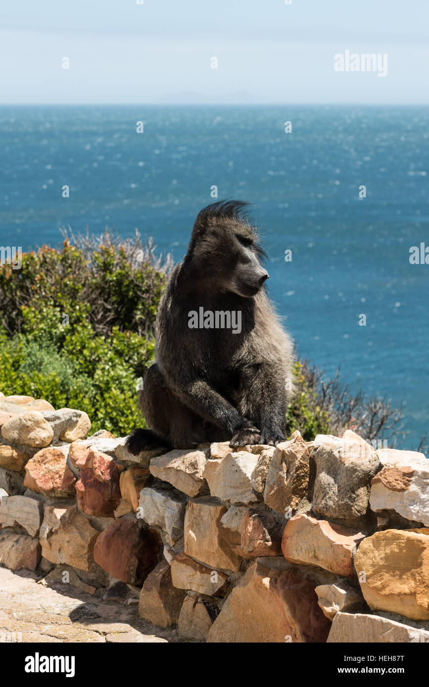 Afrikanische Paviane haben ein bad Hair day Stockfoto