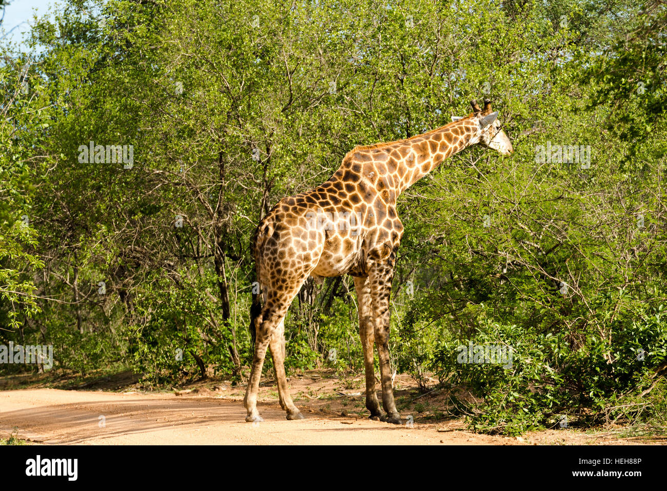 Giraffe Beweidung im Busch Stockfoto