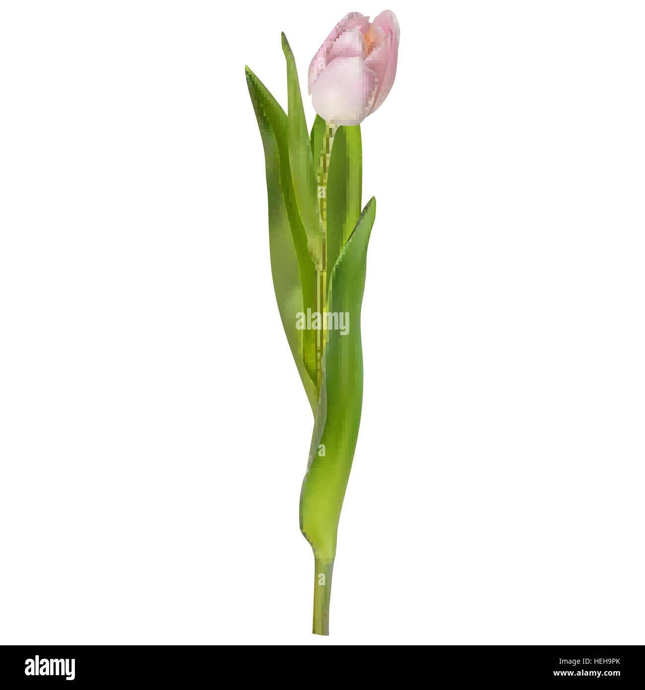 Tulpe isoliert auf weißem Hintergrund. EPS 10 Stock Vektor