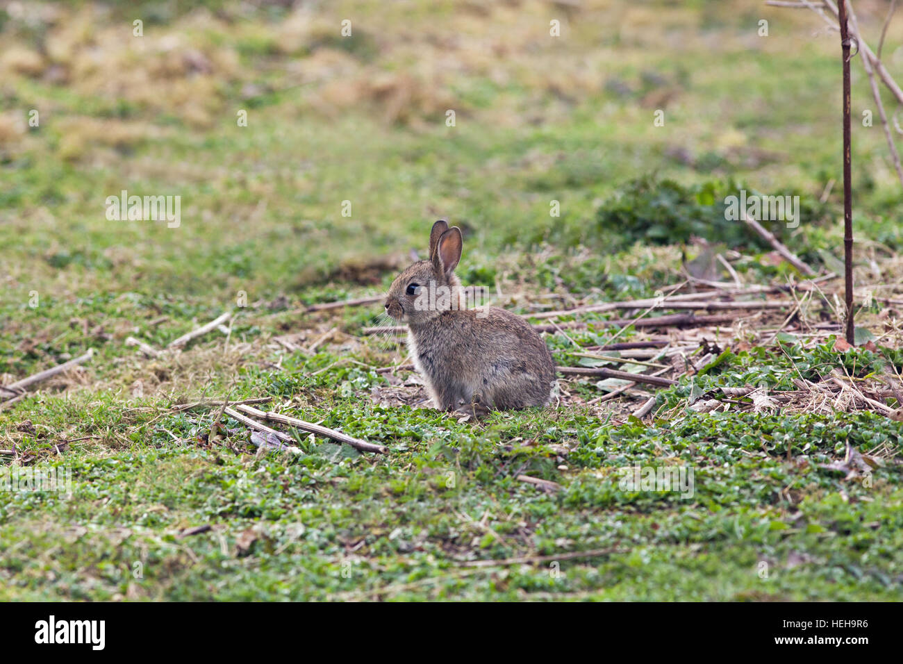 Europäischen Kaninchen (Oryctolagus Cuniculus). Entwöhnt, unabhängige, juvenile oder unreif, junge Tier im freien auffällig in kurzen Grünland. Stockfoto
