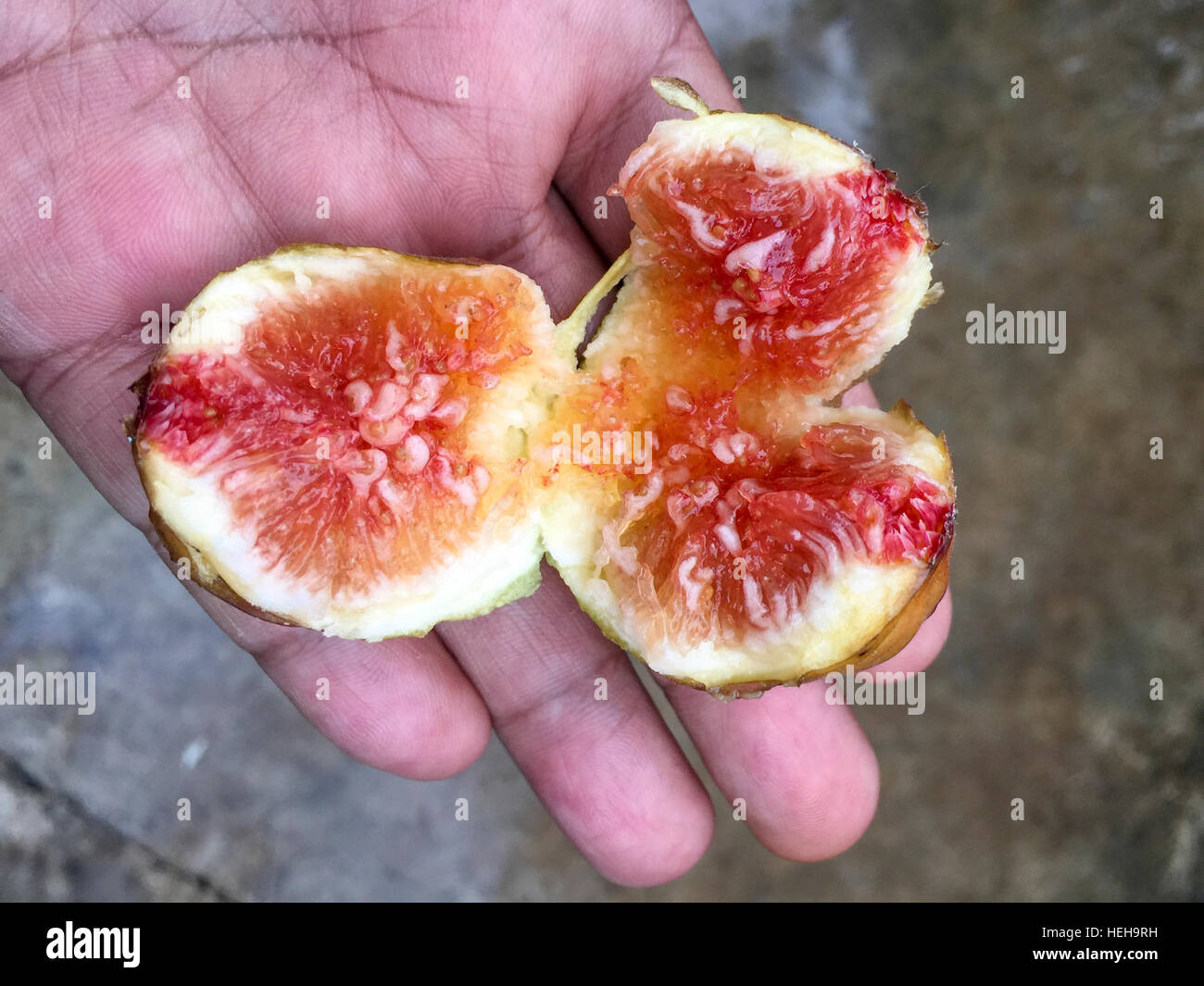 Nahaufnahme und selektiven Fokus der Fig oder Ficus Carica benannt Horai. Stockfoto