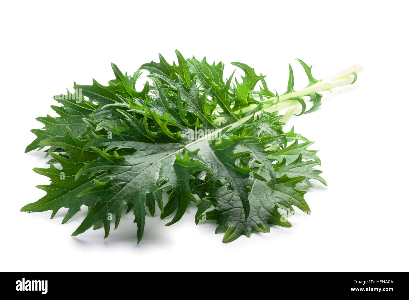 Reihe von grünen Blattsalat Mizuna (japanische Senf). Brassica Rapa Nipponsinica kultiviert Vielzahl. Schneidepfade, Schatten getrennt Stockfoto