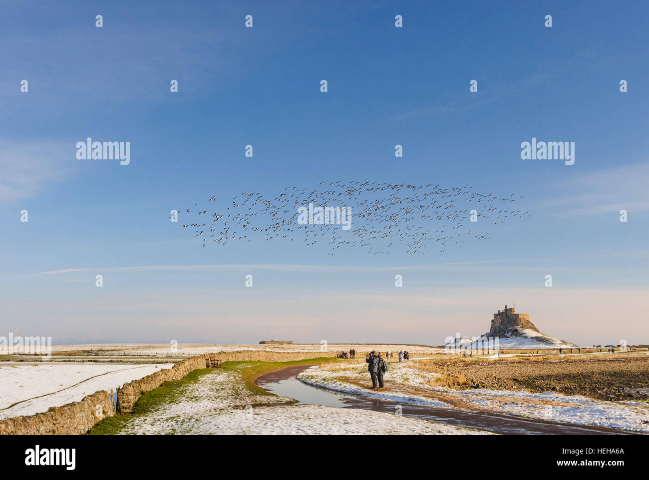 Herde von Ringelgänse überfliegen Lindisfarne im Winter Stockfoto