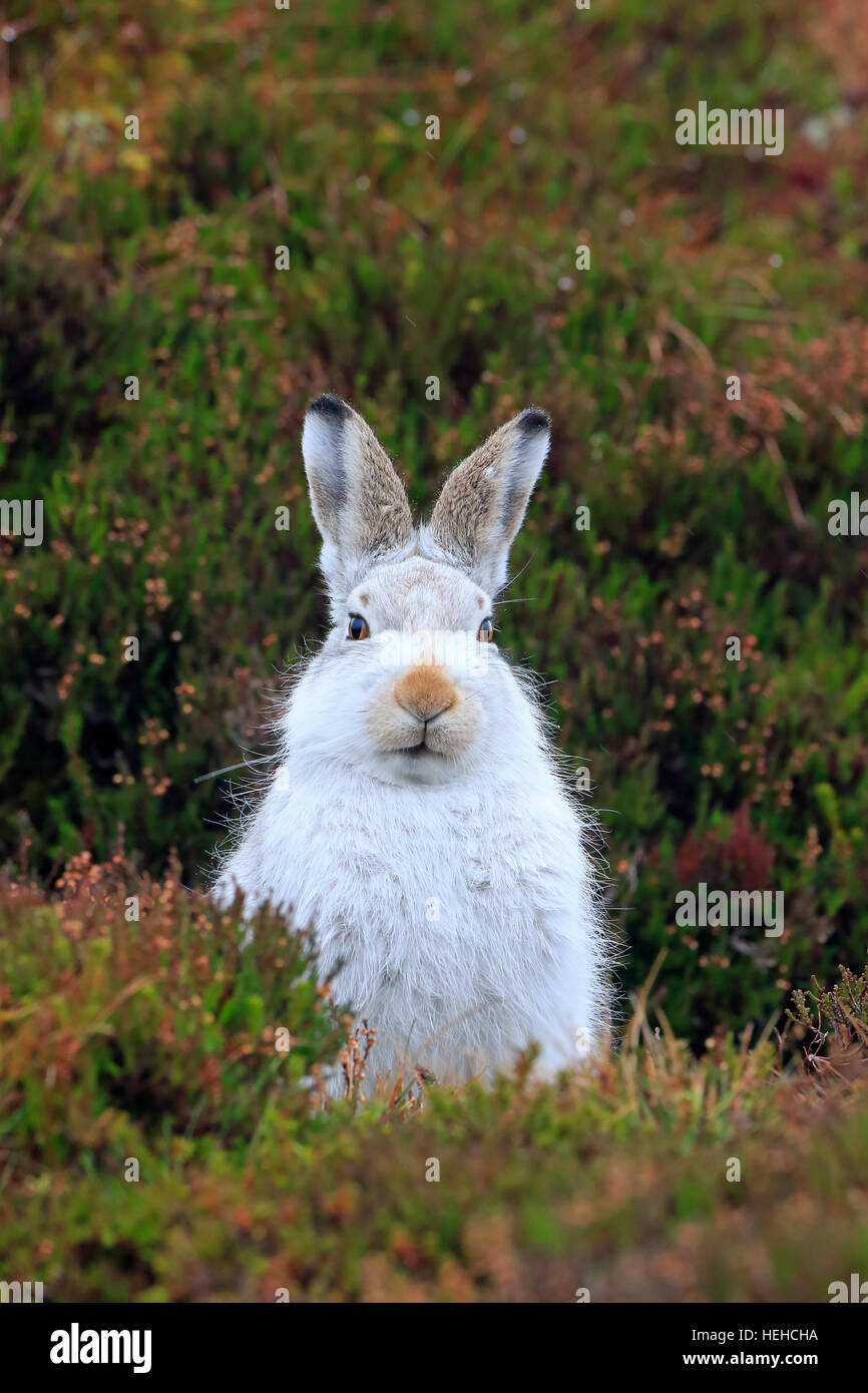 Schneehase im Wintermantel auf einem schottischen Moor Stockfoto