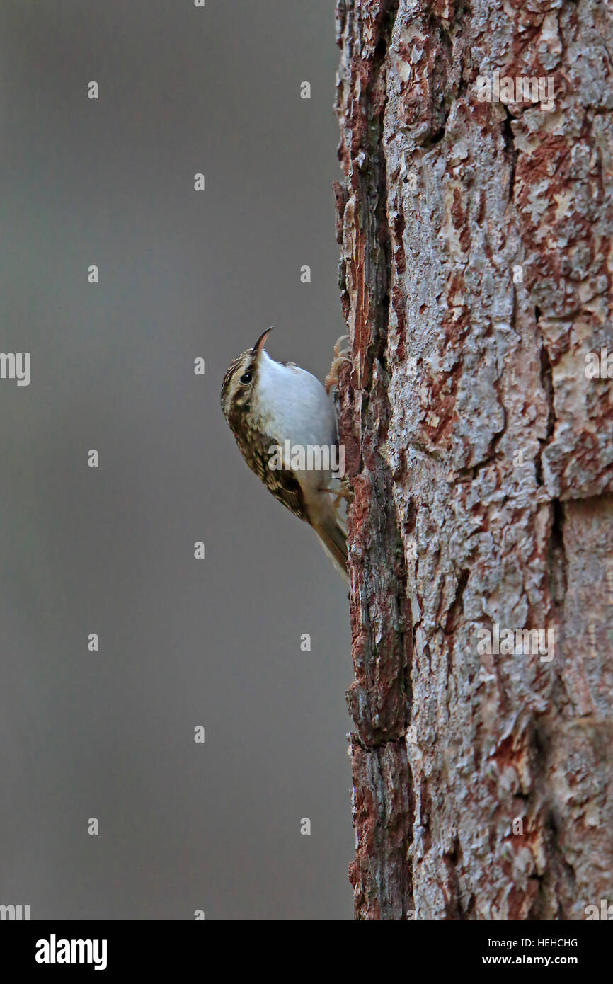 Eurasische Waldbaumläufer auf einem Baum Stockfoto