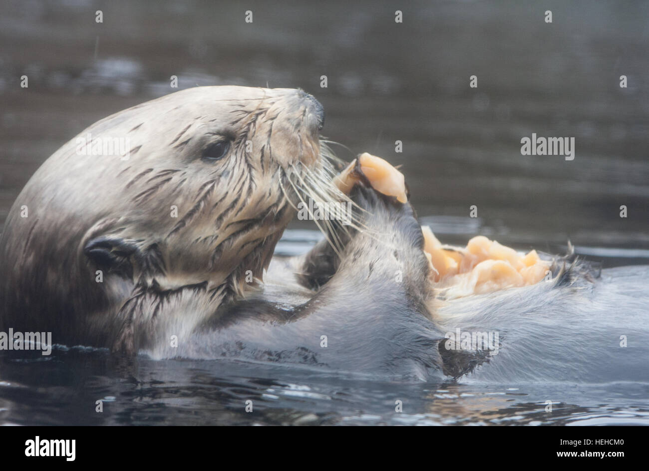 Monterey Bay Aquarium, Kalifornien, USA, Vereinigte Staaten von Amerika, Stockfoto