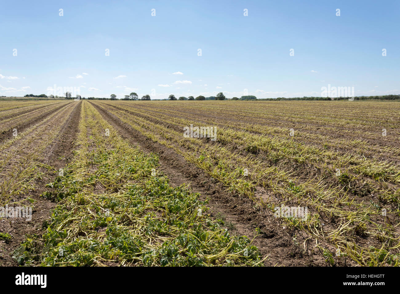 Bereich der Kartoffel ernten, Burnham Overy Staithe, Norfolk, England, Vereinigtes Königreich Stockfoto