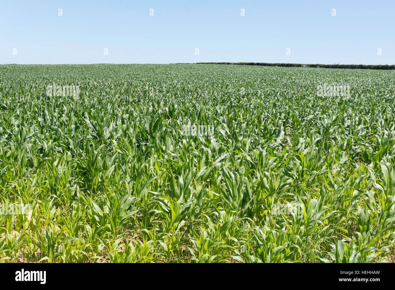 Bereich der Rüben in der Nähe von Burnham Thorpe, Norfolk, England, Vereinigtes Königreich Stockfoto