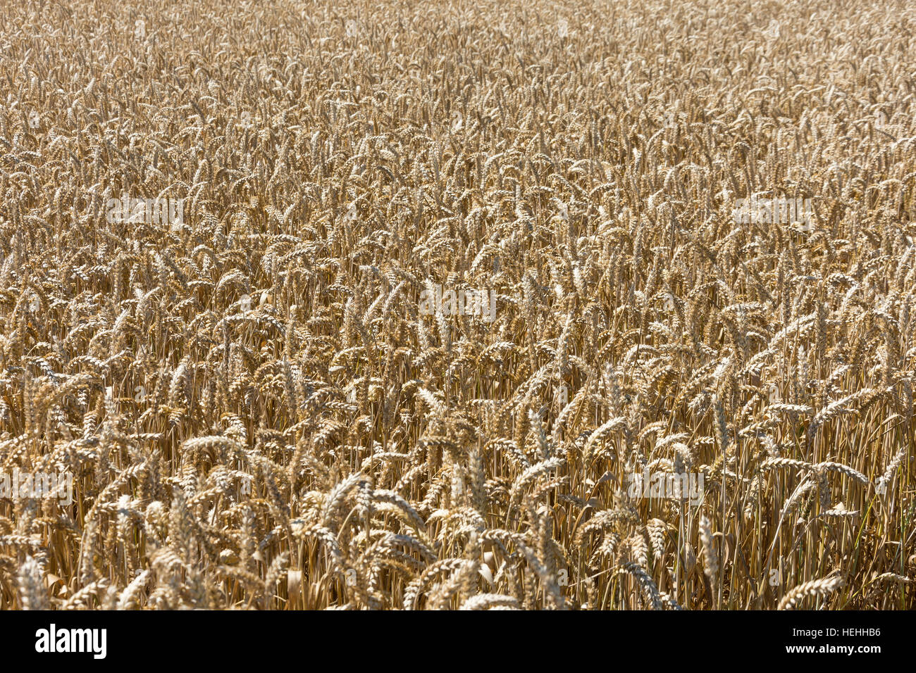 Weizenfeld in der Nähe von Burnham Thorpe, Norfolk, England, Vereinigtes Königreich Stockfoto
