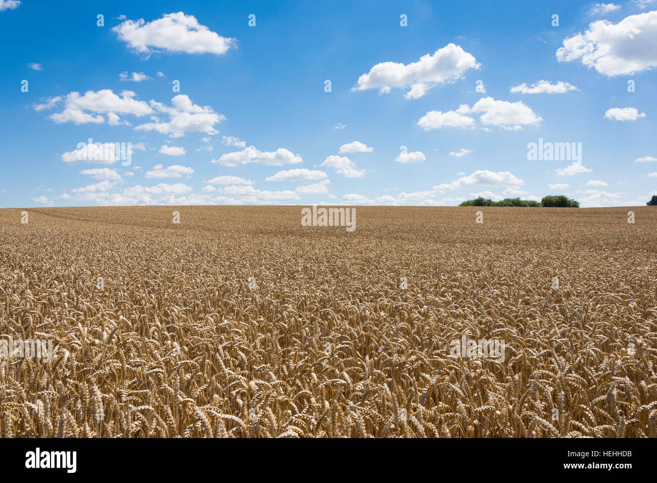Weizenfeld in der Nähe von Burnham Thorpe, Norfolk, England, Vereinigtes Königreich Stockfoto