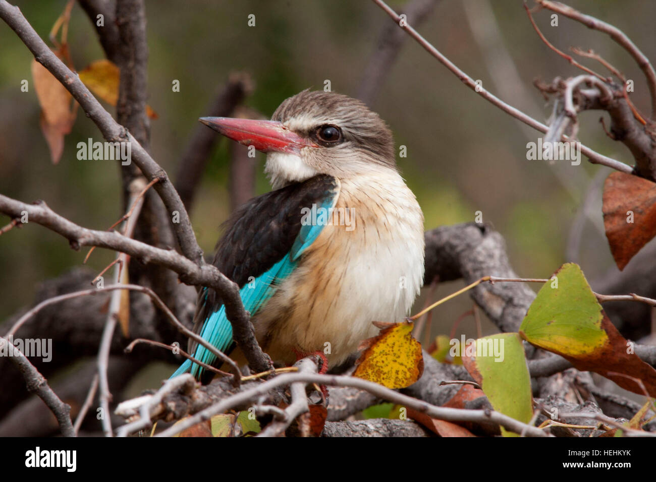 Braun - hooded Kingfisher in Südafrika Stockfoto