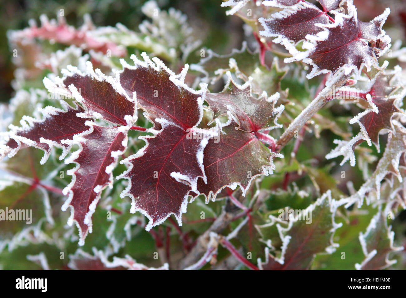 Red Mahonie Blätter gefärbt mit Frost Stockfoto